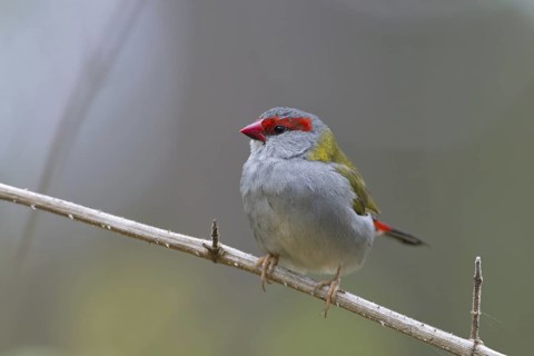 Red-browed Finch (Neochmia temporalis), Queensland, Australia