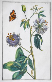 Passion flower (Passiflora caerulea), hand-coloured copperplate engraving by Daniel Rabel from