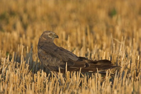 Montagu's Harrier (Circus pygargus), Rhineland-Palatinate, Germany