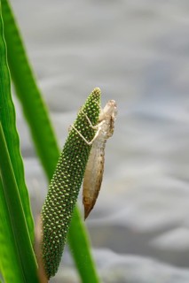 Upper Lusatian heath and pond landscape, empty larval shell of dragonfly, June, Saxony, Germany