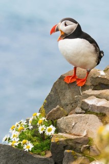 Atlantic Puffin (Fratercula arctica) on cliff, Iceland
