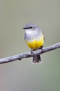 Western Yellow Robin (Eopsaltria griseogularis) perched on a branch, South Australia, Australia