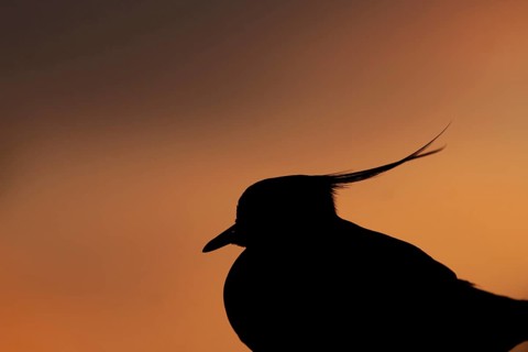 Northern lapwing (Vanellus vanellus) adult wading bird head portait silhouette at sunset, Suffolk,