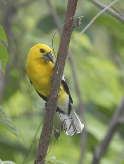Golden Grosbeak (Pheucticus chrysogaster), Guayas, Ecuador
