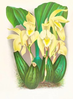 Orchid, Lycaste costata, authentic reproduction of an illustration by Jean Jules Linden (1817 -