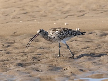 Curlew (Numenius arquata), adult bird, wader, feeding on the shoreline at low tide, North East