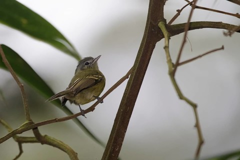 Yellow-olive Flatbill (Tolmomyias sulphurescens) perched on a twig, Atlantic rainforest, Brazil
