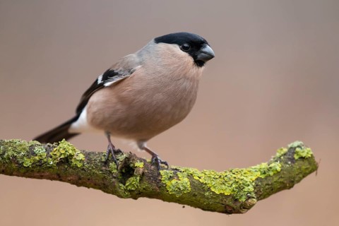 Eurasian Bullfinch (Pyrrhula pyrrhula) female perched on a branch, Lower Saxony, Germany