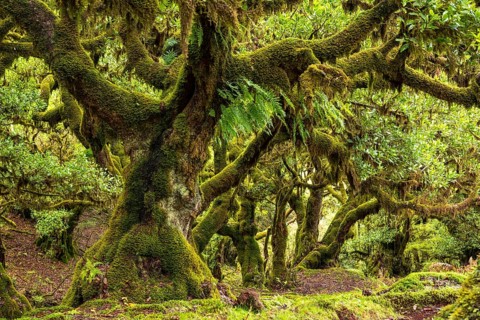Dense forest full of ancient moss-covered trees and lush greenery, Fanal, laurel forest Laurisilva,
