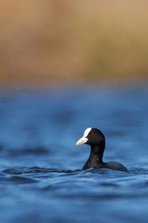 Eurasian Coot (Fulica atra), Utrecht, Netherlands