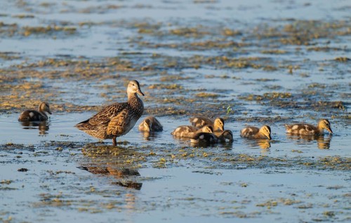Mallard (Anas platyrhynchos), female, mother duck with chicks, young birds, foraging in the shallow