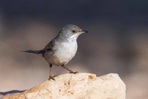 Rüppell's Warbler (Sylvia ruppeli) female, Eilat, Israel