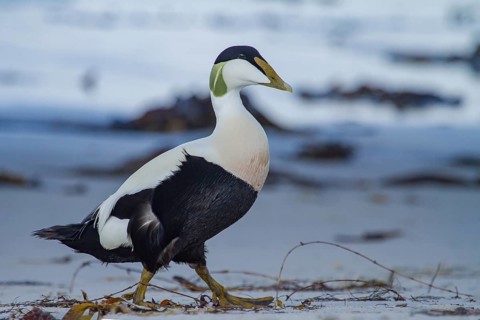 Common Eider (Somateria mollissima) male on the beach, Schleswig-Holstein, Germany
