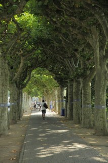 Avenue with plane trees on the Museumsufer, Schaumainkai, Sachsenhausen, Main, Frankfurt, Hesse,