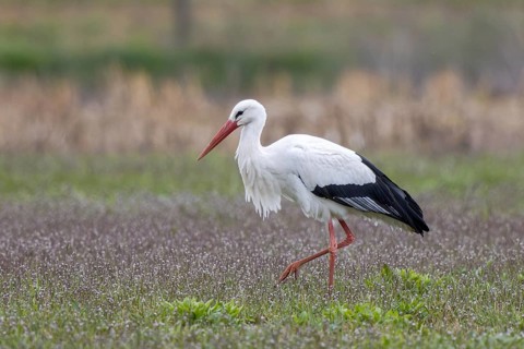 White Stork (Ciconia ciconia) foraging, North Rhine-Westphalia, Germany