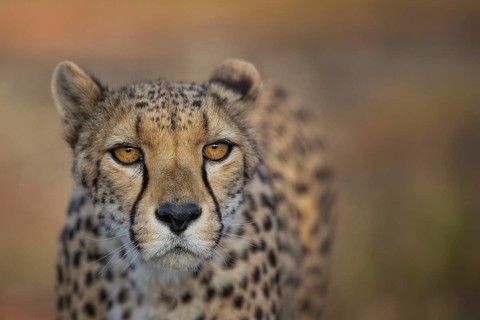 Cheetah (Acinonyx jubatus) captive, female, Castile-La Mancha, Spain