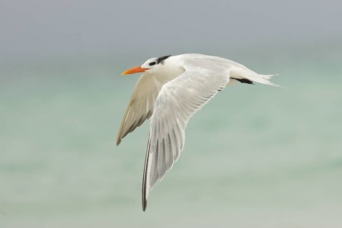 Royal Tern (Thalasseus maximus) flying, Florida, USA