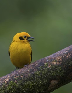 Golden Tanager (Tangara arthus), Pichincha, Ecuador