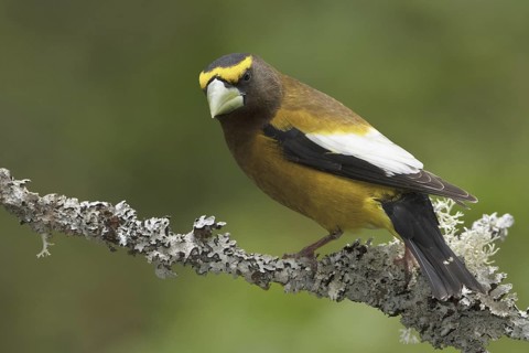 Evening Grosbeak (Hesperiphona vespertina) male, British Columbia, Canada