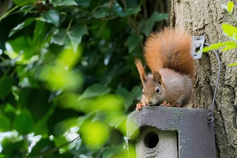 A squirrel (Sciurus vulgaris) sits curiously on a birdhouse next to a tree, Hesse, Germany