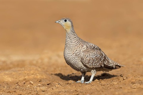 Crowned Sandgrouse (Pterocles coronatus) female, Negev, Israel