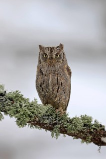 European scops owl (Otus scops), adult, perch, winter, snow, alert, Bohemian Forest, Czech Republic