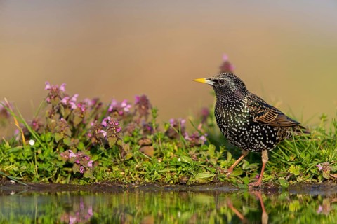Star, Starling, European Starling, Common Starling, Sturnus vulgaris, Etourneau sansonnet,