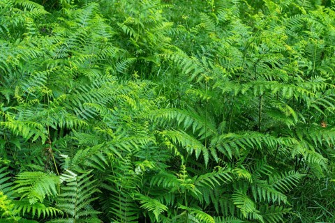 Dense green ferns create a vibrant, lush texture, capturing the essence of the forest floor. This