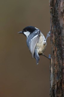 Coal Tit (Periparus ater), Utrecht, Netherlands
