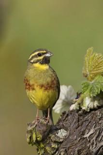 Cirl Bunting (Emberiza cirlus) male, Rhineland-Palatinate, Germany