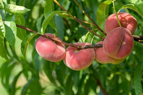 Plate peach (Prunus persica 'Platibelle'),  Austria
