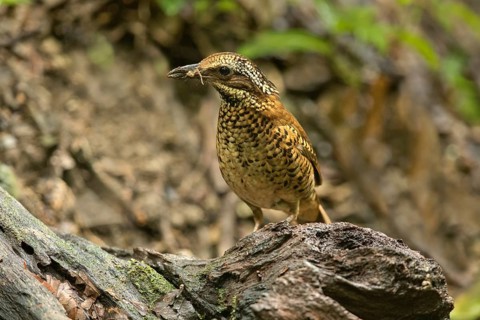 Eared Pitta (Hydrornis phayrei) female, Kaeng Krachan, Thailand