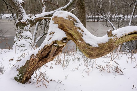 Winter at the Ahlhorn fish ponds, Ahlhorn, Lower Saxony, Germany