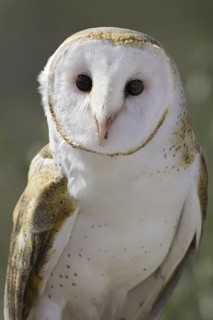 Western Barn Owl (Tyto alba), Arizona, USA
