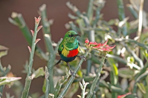 Hunter's Sunbird, Chalcomitra hunteri