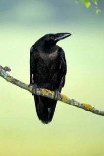Raven (Corvus corax), adult, in summer, perch, vigilant, Šumava, Czech Republic