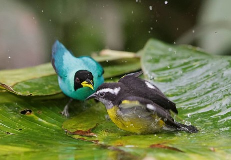 Green Honeycreeper & Bananaquit (Chlorophanes spiza & Coereba flaveola) bathing, Trinidad
