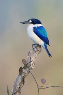 Forest Kingfisher (Todiramphus macleayii) male, Queensland, Australia