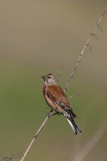 Common Linnet (Linaria cannabina) male, Lake Neusiedl, Austria