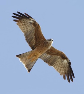 Black Kite (Milvus migrans) flying, New South Wales, Australia