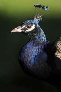 Indian peafowl (Pavo cristatus), portrait, male, North Rhine-Westphalia, Germany