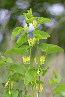 European Birthwort, (Aristolochia clematitis), plant, flower, European Birthwort family, Lobau,
