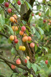 Chinese plum (Prunus salicina), LVG Erfurt, Federal Republic of Germany