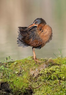 Virginia Rail (Rallus limicola), British Columbia, Canada