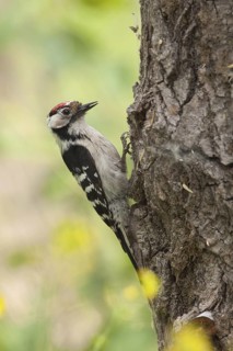Lesser Spotted Woodpecker (Dryobates minor) male, Nizhegorodskaya, Russia