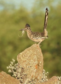 Greater Roadrunner (Geococcyx californianus) perched on a stone with lizard prey, Arizona, USA