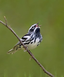 Black-and-white Warbler, male, Mniotilta varia, singing from a tree at Pike Lake Provincial Park,