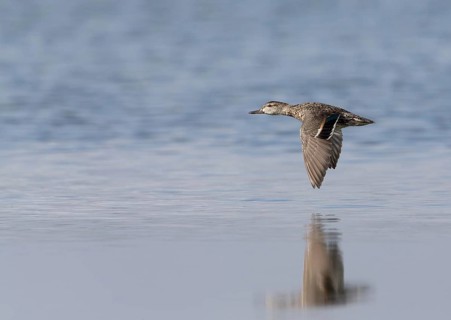 Green-winged Teal (Anas carolinensis) female flying, Florida, USA