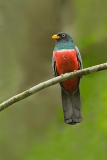 Guayaquiltrogon (Trogon mesurus) male, Rio Ayampe Reserve, Ecuador