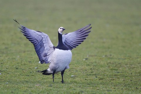 Barnacle Goose (Branta leucopsis), Netherlands
